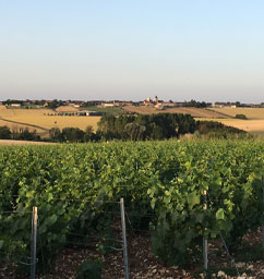 Champagne Coquard - Channes - Cote-des-Bar