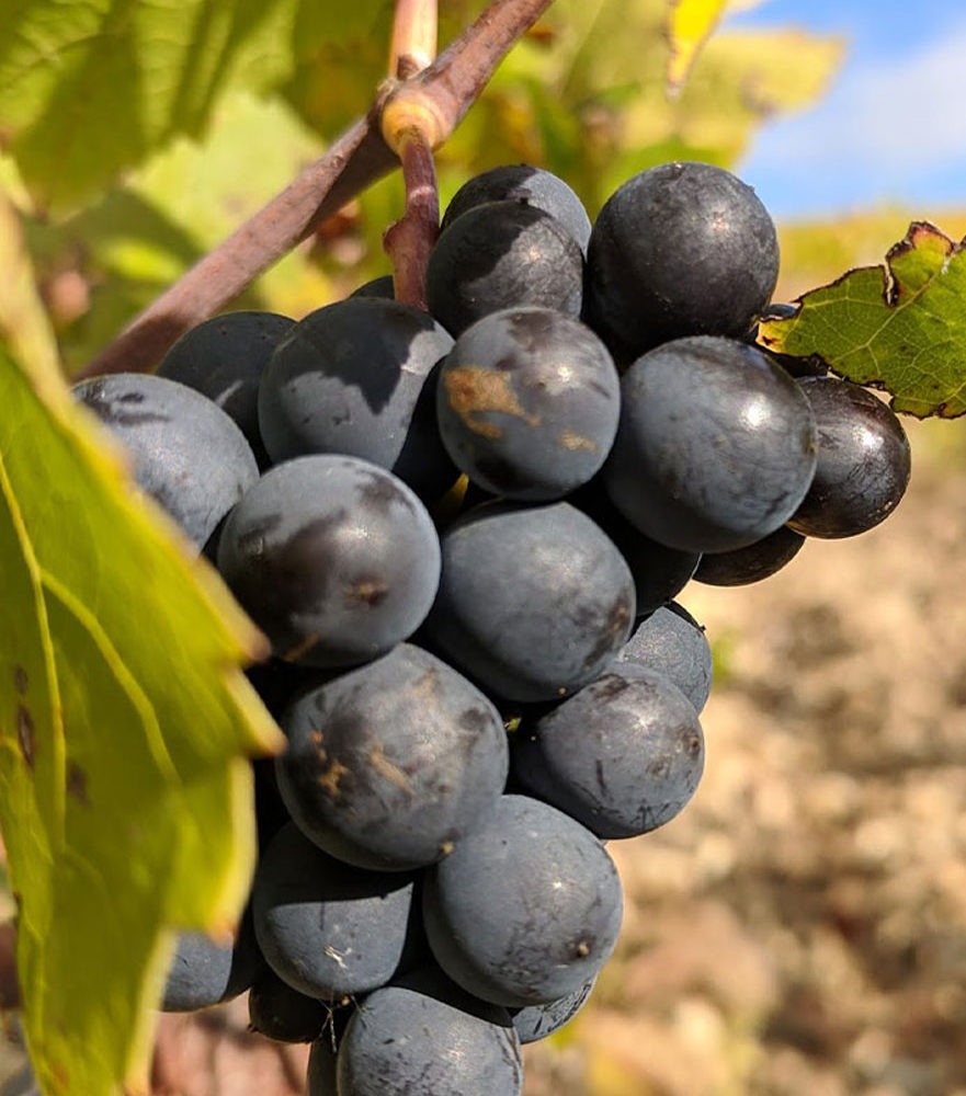 Champagne Coquard - Channes - Raisins-de-champagne