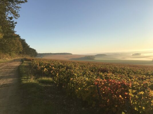 Champagne Coquard - Vignoble de Channes